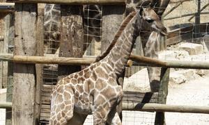Nace la primera hembra «jirafa angolensis» de España en una reserva en Estepona