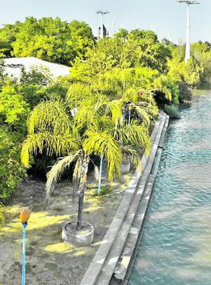 D. JAPÓN  En el acondicionamiento de la zona se han invertido 8,5 millones