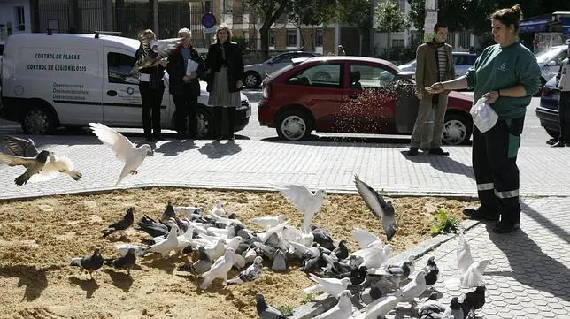 El Ayuntamiento le declara la «guerra» a las palomas