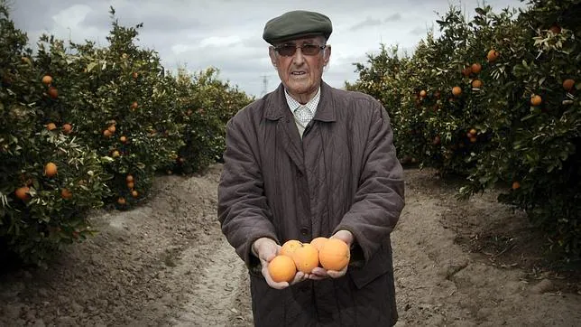 «Nos han reventado y es imposible competir con la naranja de Marruecos»
