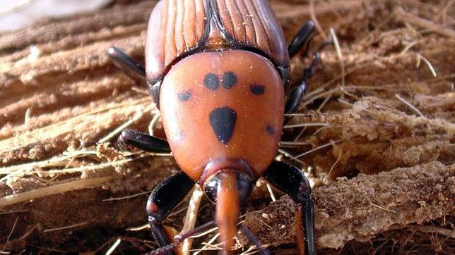 El terror de las palmeras