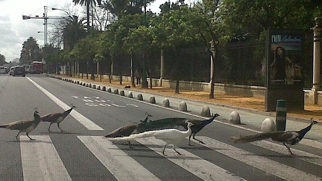 Un semáforo para los pavos reales del parque de María Luisa