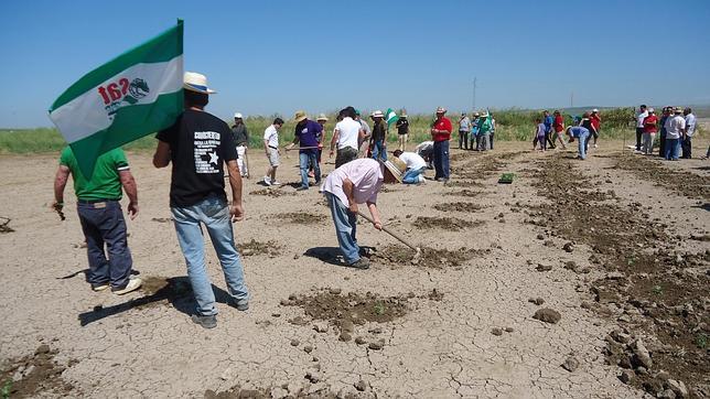 Vuelven a desalojar las Turquillas tras la siembra del SAT en la finca