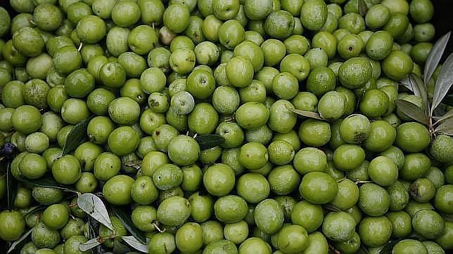 La aceituna de mesa dispara sus costes al doble de su precio