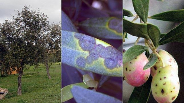 La lepra del olivo puede llegar a echar a perder hasta el 40 por ciento de una cosecha