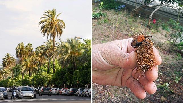 El picudo rojo y otras plagas que sufren los árboles de Sevilla