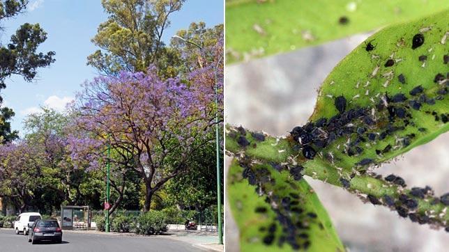 El pulgón negro se come las hojas y la savia de las jacarandas, debilitando el árbol poco a poco