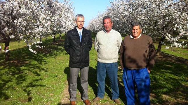 El campo utrerano se llena con el paisaje de los almendros en flor
