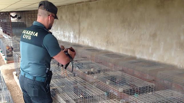 Dos detenidos en Aznalcázar por robar once gallos de pelea