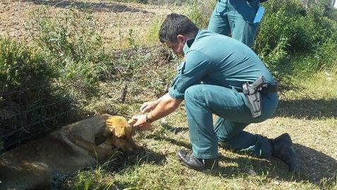 Una operación contra la caza furtiva en Doñana se salda con 17 detenciones
