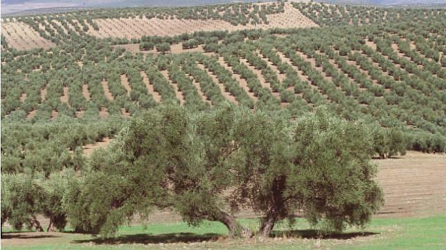 Asaja prevé una cosecha «mala» de olivar por los calores de abril