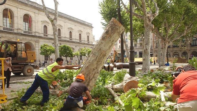 Fitonovo le hizo el «justificante» a Monteseirín para talar la Plaza Nueva