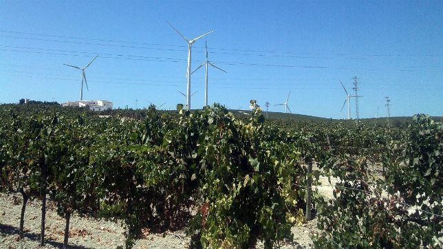 La Junta presenta su propio plan de viñedo para Cádiz
