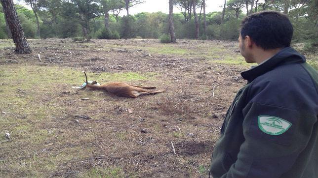 El misterio del ciervo que nadó desde Doñana a Sanlúcar