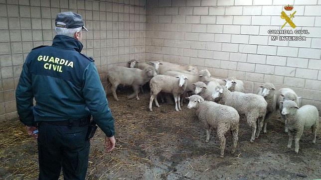 La Guardia Civil detiene a diez personas de una banda especializada en robar ganado