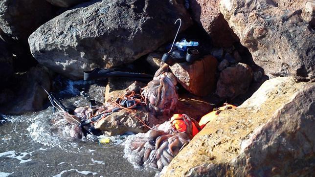 Decomisados 50 kilos de pulpo a dos pescadores recreativos en las playas de Adra