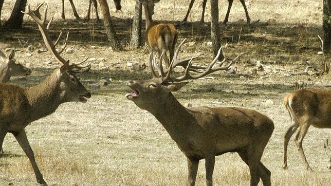 ¿Dónde montear este fin de semana en los montes de Córdoba?