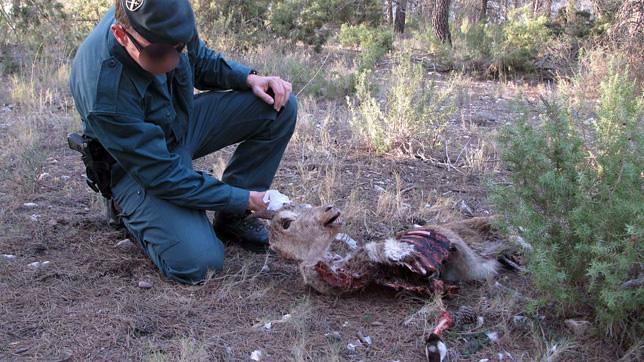 Denuncian a un cazador por abatir una cabra hispánica sin autorización