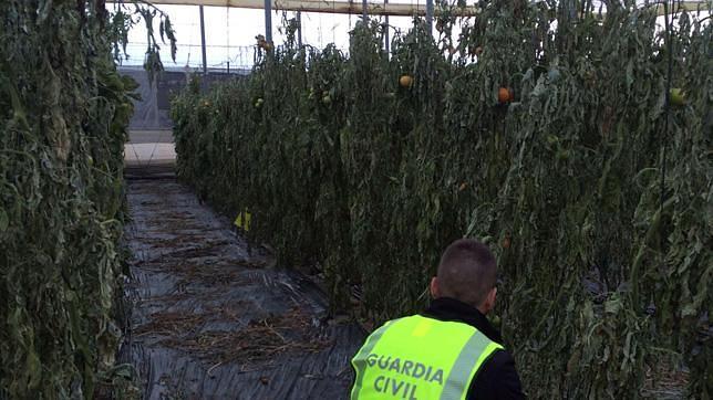 Arranca 500 plantas de tomate de un invernadero en Níjar
