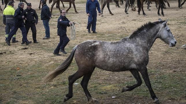 Capturados 45 caballos abandonados en el descampado de Tablada