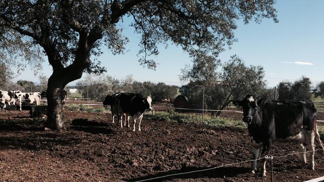 Las ganaderías de Los Pedroches estarán localizadas con rutas por GPS