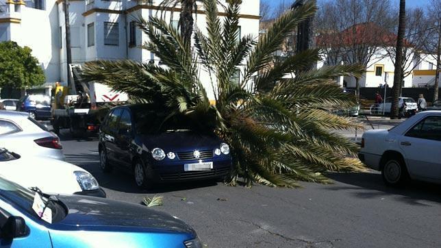 Más de treinta incidencias por el viento en la provincia de Sevilla