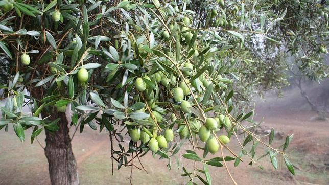 Cambio de tendencia en la aceituna con alza en las ventas y mejora de precios