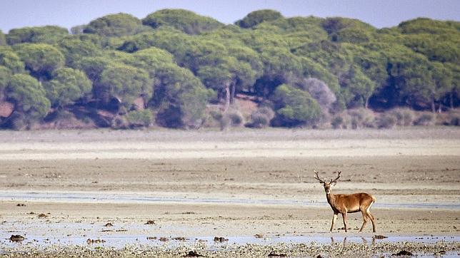 Doñana dice no al almacén de gas en su subsuelo