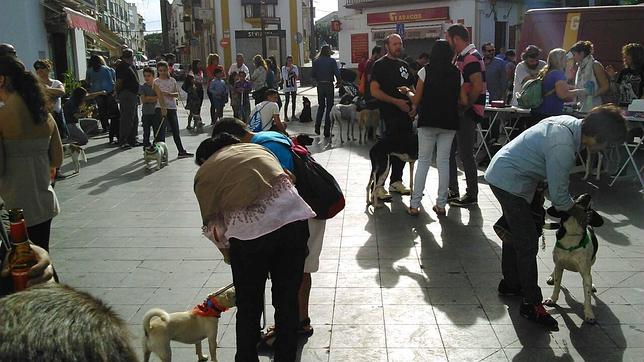 Una merienda con las mascotas como protagonistas en Utrera