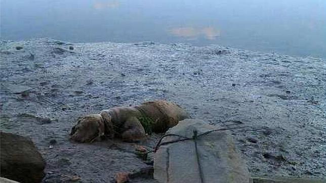 A juicio por atar a su perro junto al mar en Ayamonte para que se ahogara al subir la marea