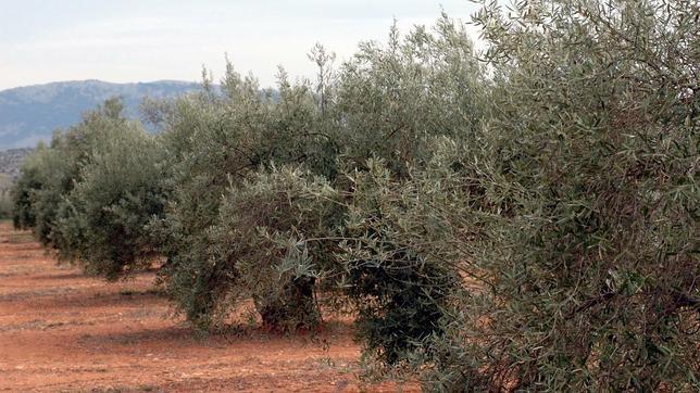 Jaén ha sufrido uno de los inviernos más secos de la última década