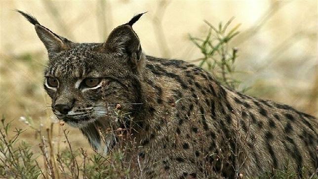 Nace un lince y otro muere en el Zoo de Jerez