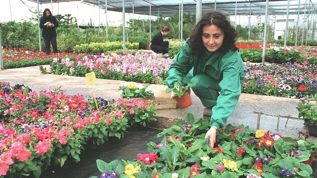 Andalucía lidera las exportaciones en plantas vivas