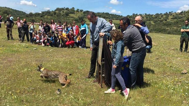 El lince ibérico sigue peleando por sobrevivir