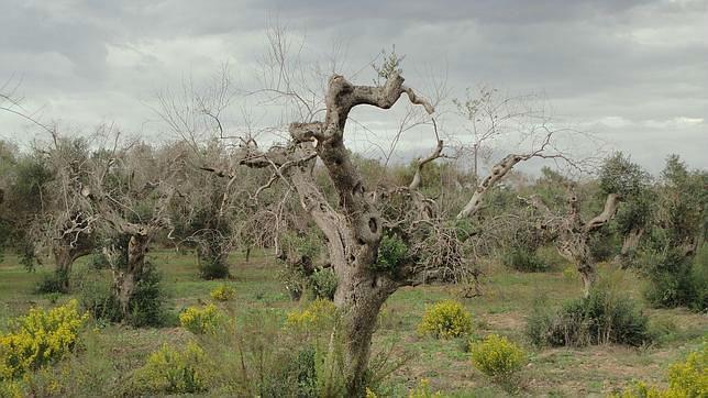 La Xylella es capaz de matar a un olivo en poco más de dos años
