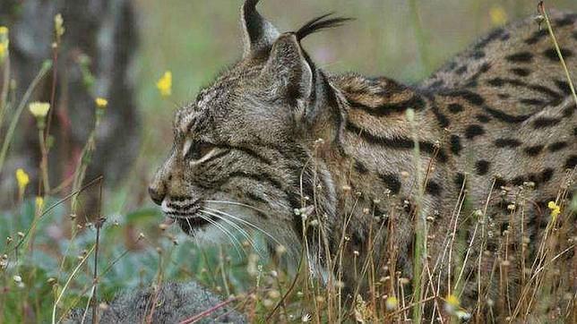 El lince sale de la lista de especies en «peligro crítico»