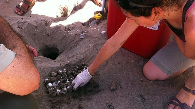 Una tortuga boba desova 80 huevos en una cala de Terreros