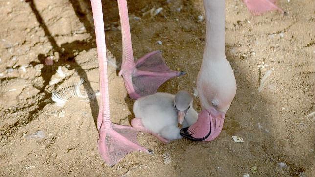 «Baby boom» de flamencos en Bioparc