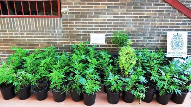 Intervenidas 300 plantas de marihuana en dos casas de Almería