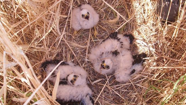 La rapaz asediada por las cosechas