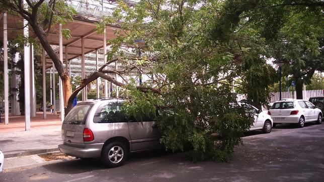 Cae una rama sobre una marquesina en la avenida María Luisa