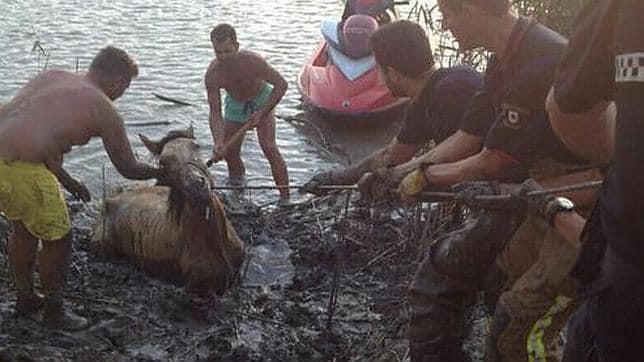 Rescatado un caballo que se encontraba atrapado en el río Guadalquivir