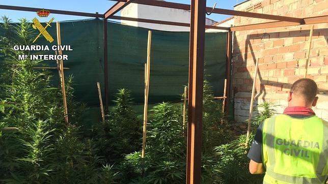 El olor a marihuana en Rosal lleva a la Guardia Civil a destapar varios cultivos de droga