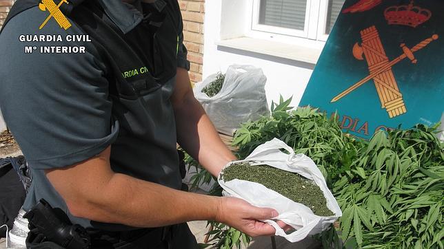 Una joven detenida con 14 plantas de marihuana en su casa