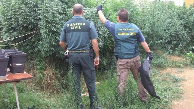 Batida de la Guardia Civil ante el aumento de cultivos de marihuana