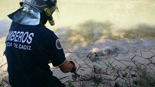 Bomberos rescatan a un carnero que se cayó al río Guadalete y pasó en el fango una noche