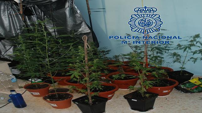 Un desahucio permite encontrar un invernadero casero de marihuana