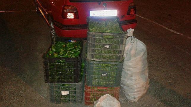 Huye de la Policía conduciendo a 140 kilómetros por hora, sin carné y con 300 kilos de verduras robadas