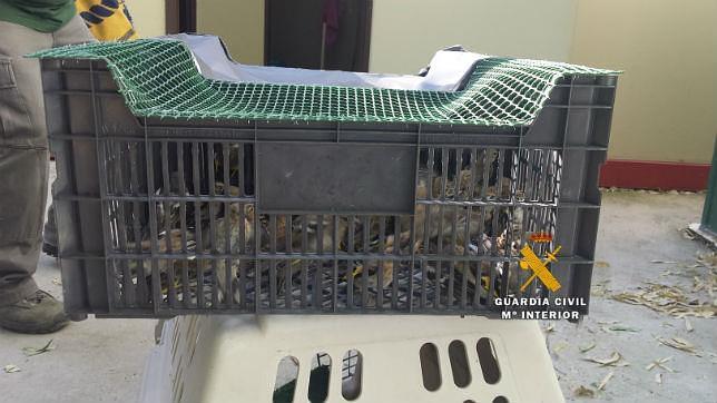 Denunciadas 40 personas por la captura de más de 1.200 aves protegidas