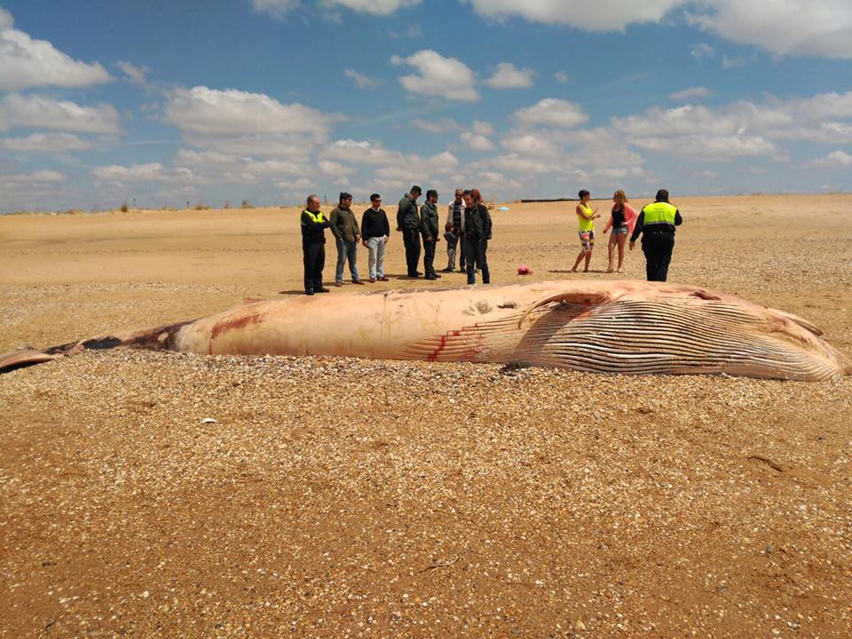 El ejemplar muerto en la playa del Espigón